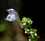 Heartleaf skullcap